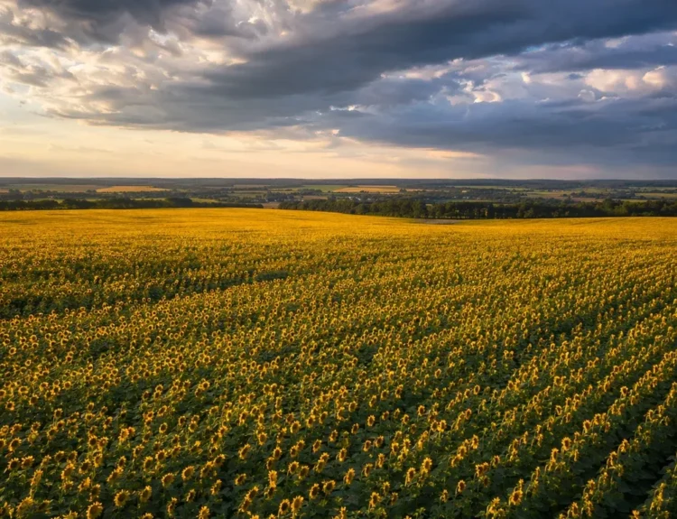 Sunflower Fields in Ukraine 2026: When to Go, Where to Find Them and Photo Tips